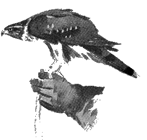 Hawk image
