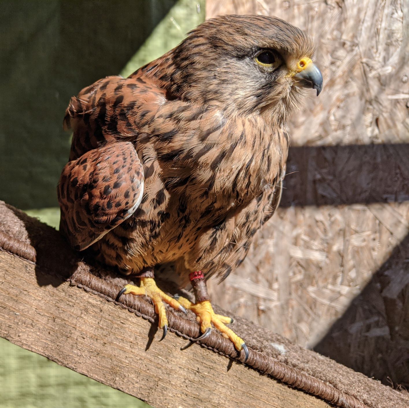 Chapter Six - The Life of an Extraordinary Kestrel - The End